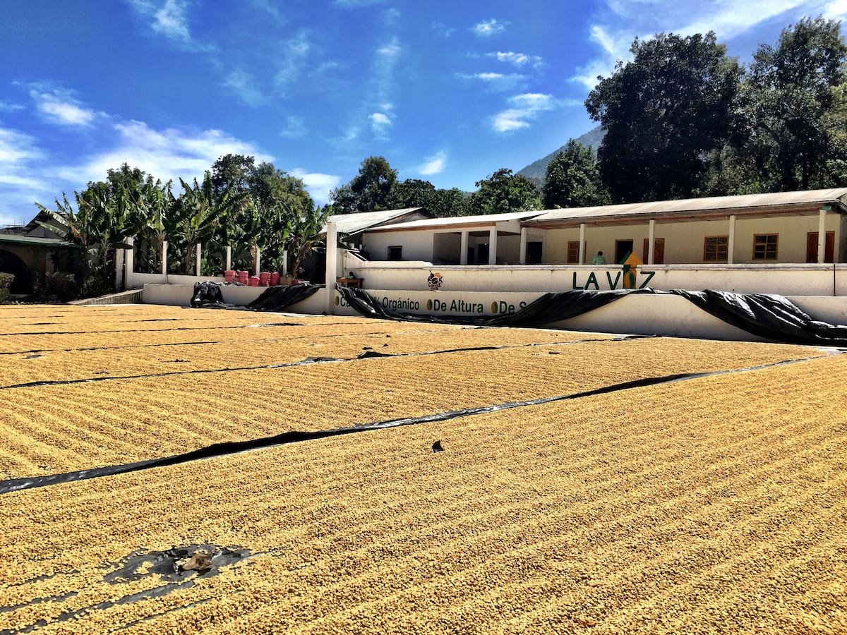 Coffee parchment on the drying patios at La Voz cooperative in San Juan La Laguna. The mill wall reads La Voz and Orgánico De Altura.